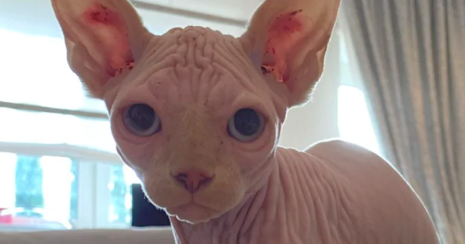 I Totti adottano uno Sphynx